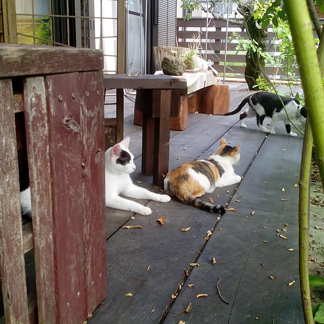 shusen.miyaさんの実例写真