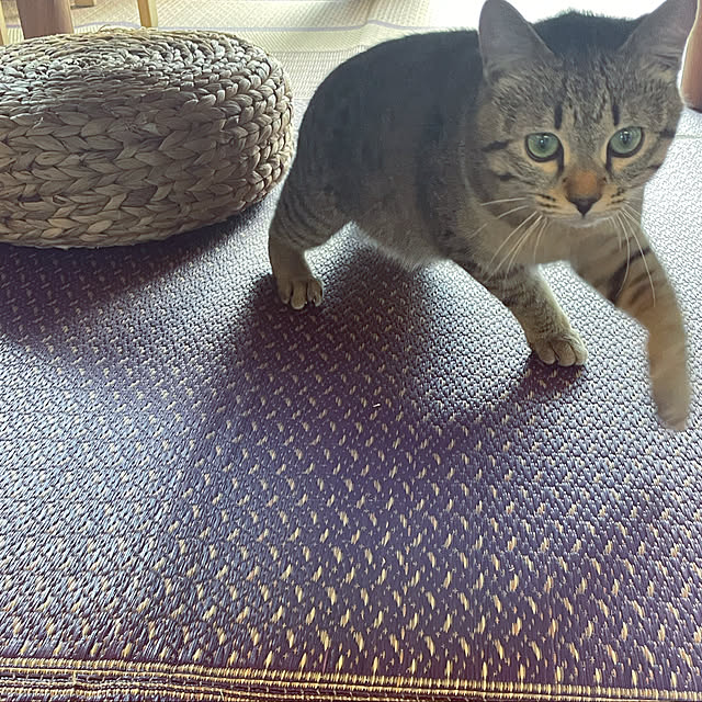 mofzeniさんの実例写真
