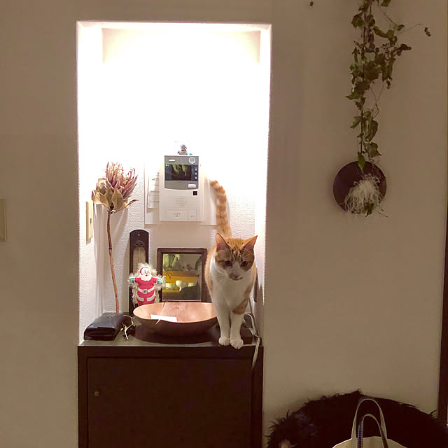 lalaさんの実例写真