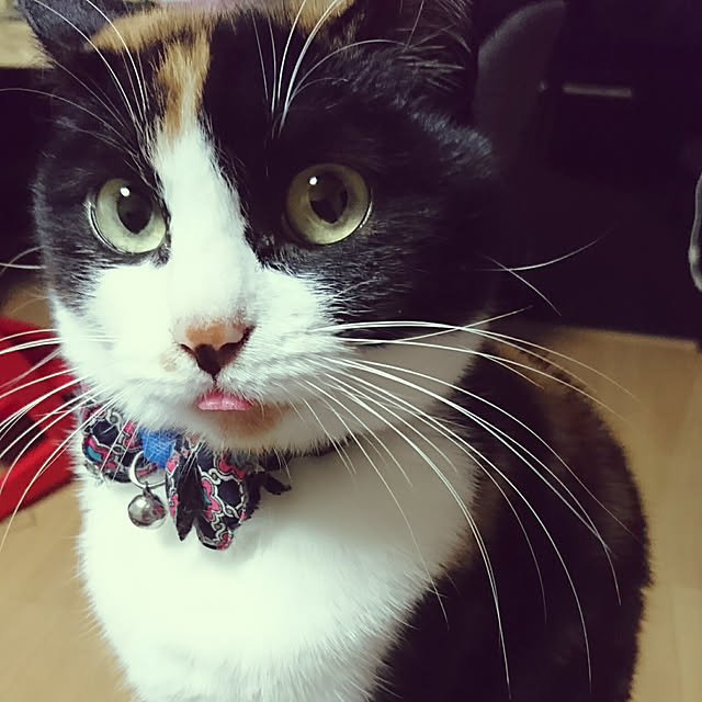 honey_beemtさんの実例写真