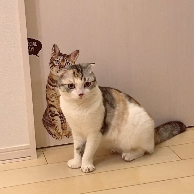 yokkochanさんの実例写真