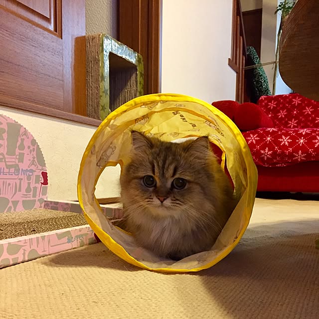butachanさんの実例写真