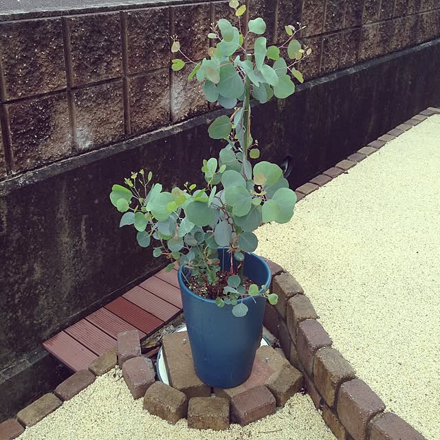 ayayayayaさんの実例写真