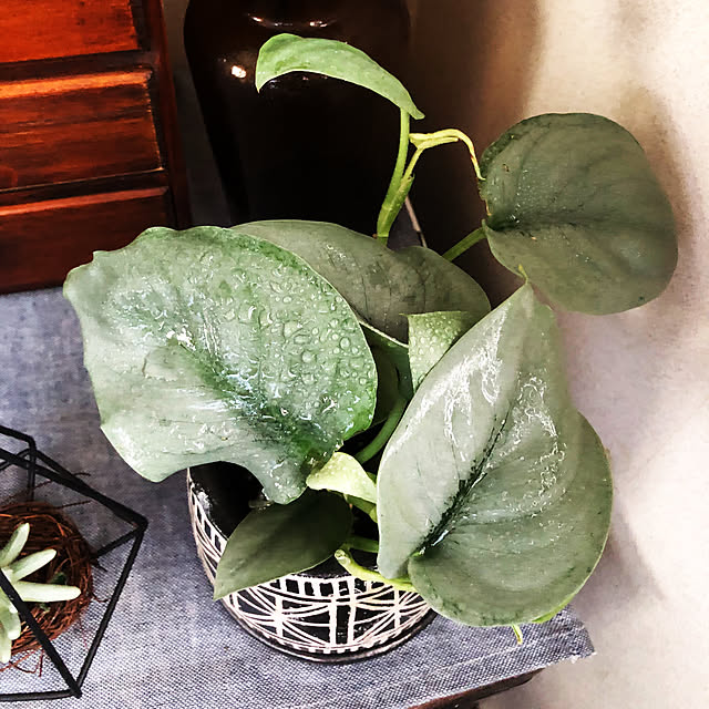 rintarotantan7さんの部屋