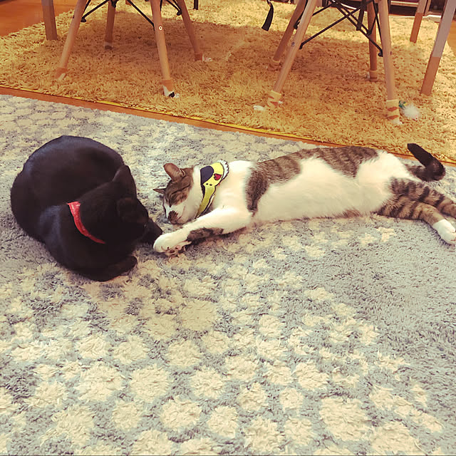 jijiさんの実例写真