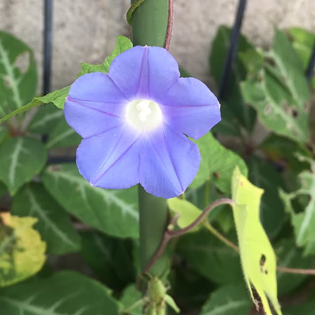 mimosaさんの実例写真