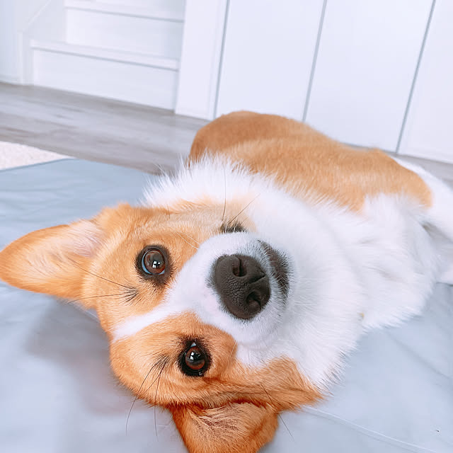 3ayuさんの実例写真