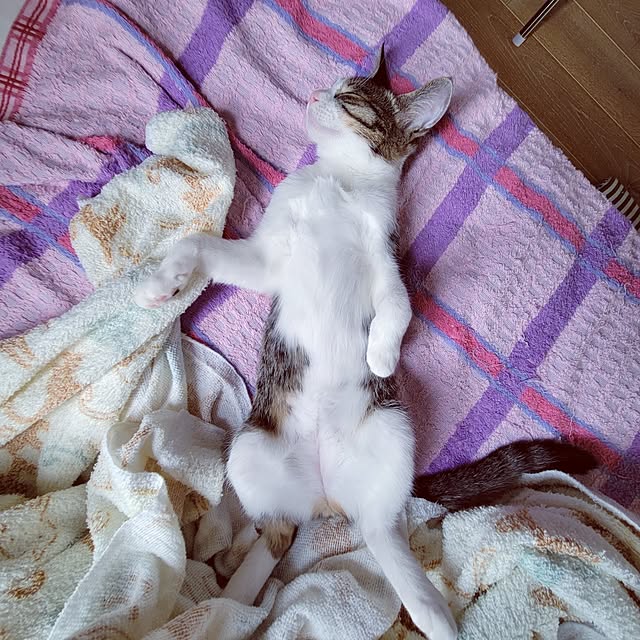 akimameさんの実例写真