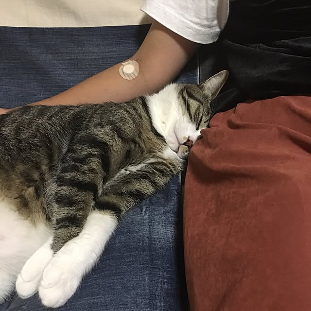 kimikimiさんの実例写真