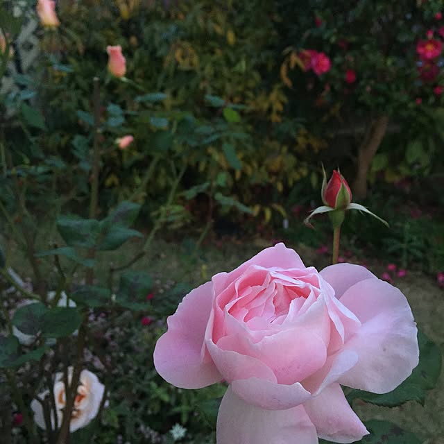 happygardenさんの実例写真
