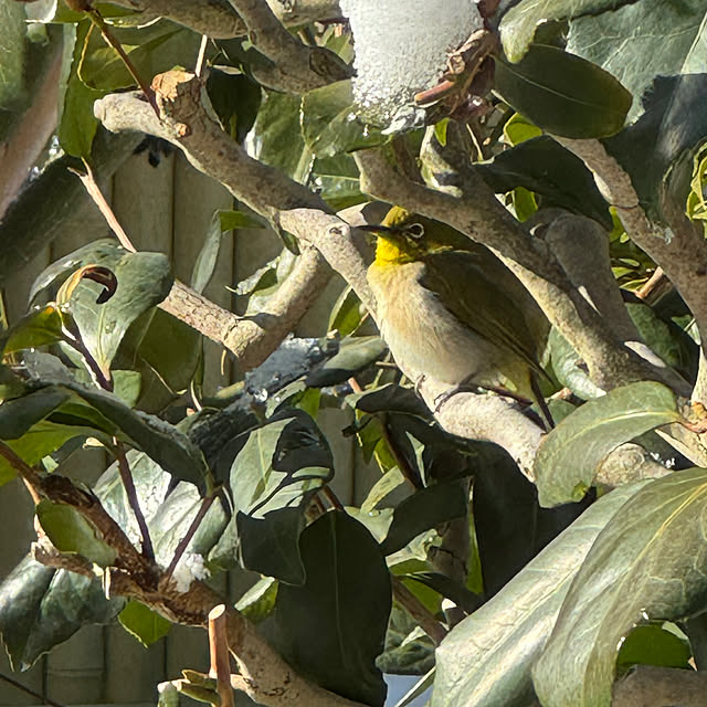 mamizaさんの部屋