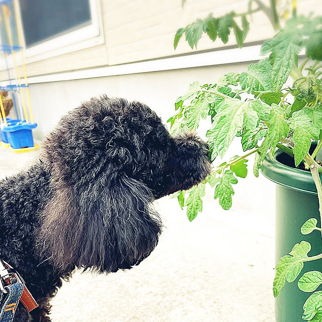 punknさんの実例写真