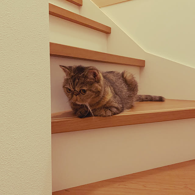 katuさんの実例写真