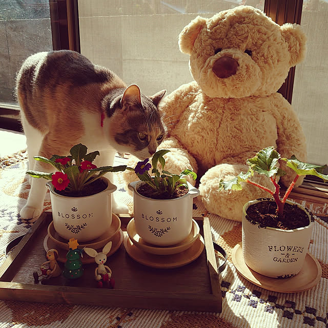 fukuさんの実例写真