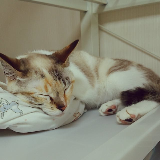 mzk5678910さんの実例写真