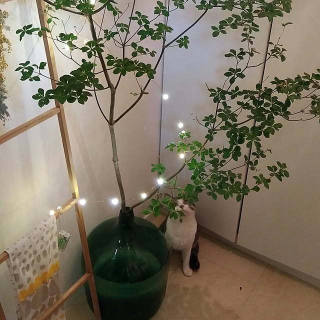Gomaさんの実例写真