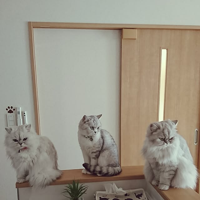nyan5さんの実例写真