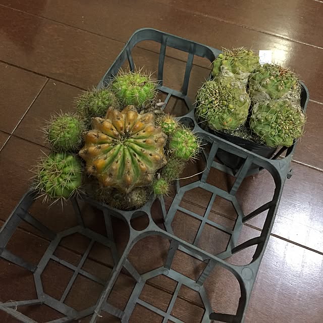 実例写真