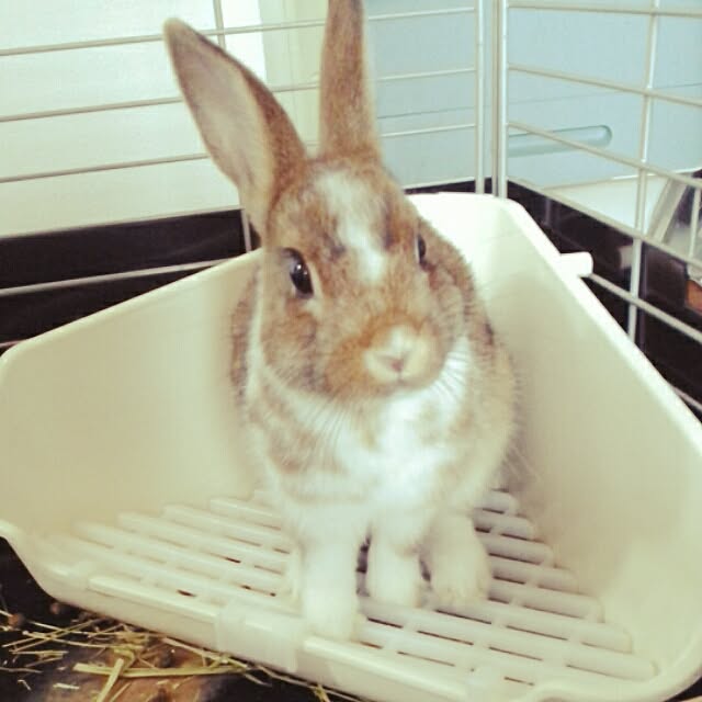 jankenkenさんの実例写真