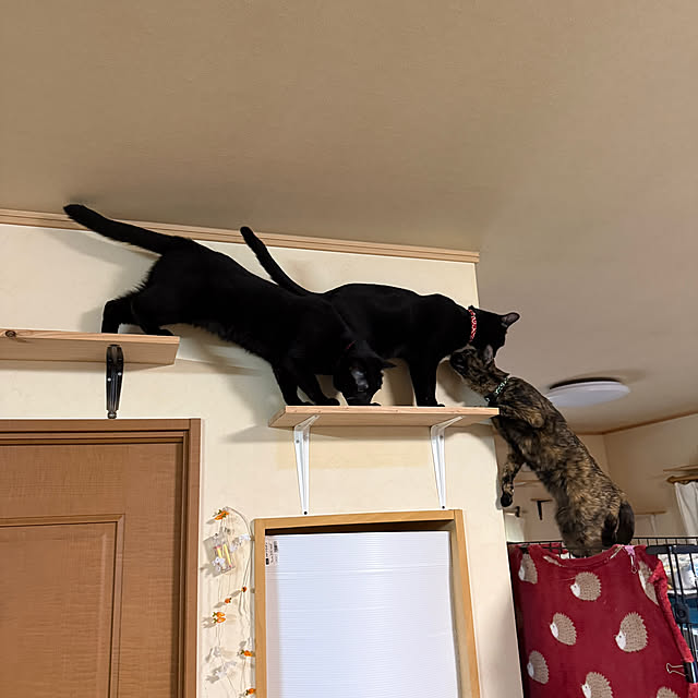 prelumoさんの部屋