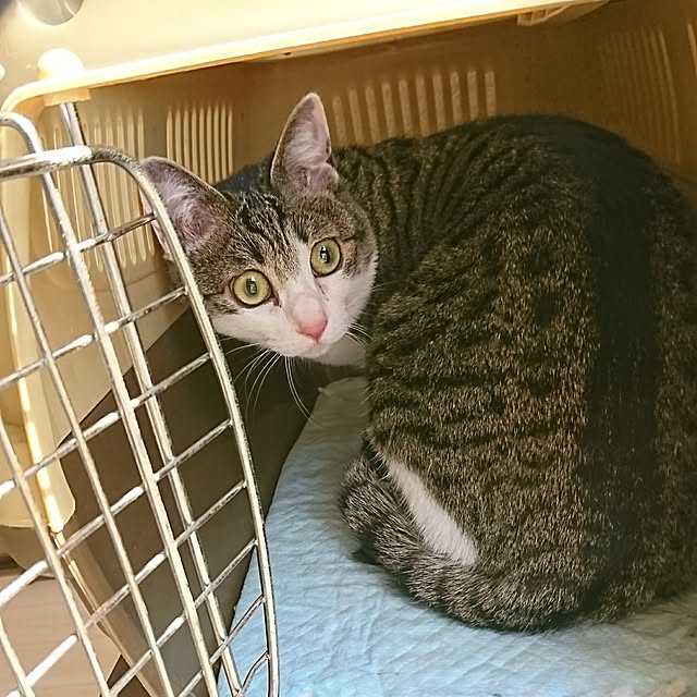 kiraさんの実例写真