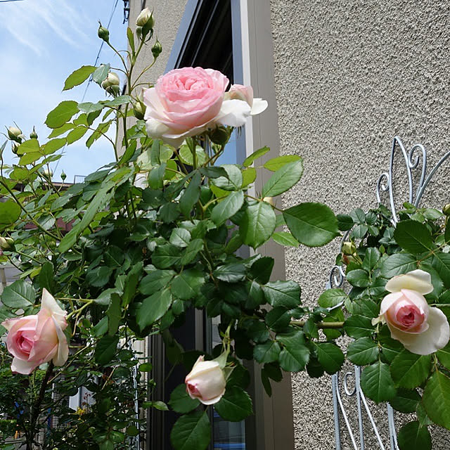roserose555さんの実例写真