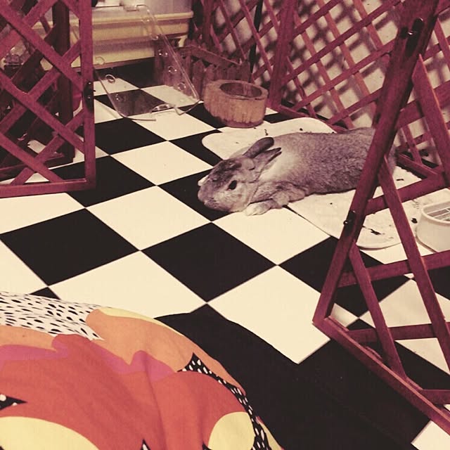 AKOLAIさんの実例写真
