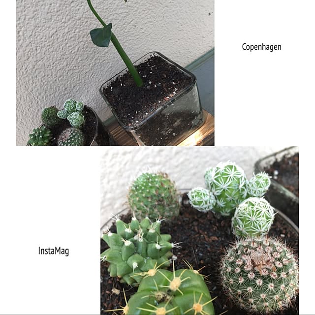 棚/100均/観葉植物/雑貨のインテリア実例 - 2017-06-04 01:25:11