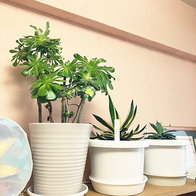 koshiregutyoさんの部屋