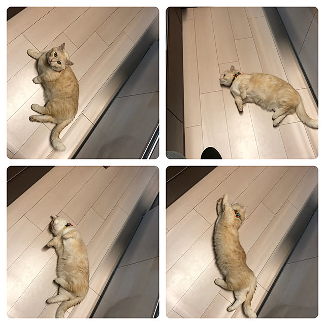 実例写真