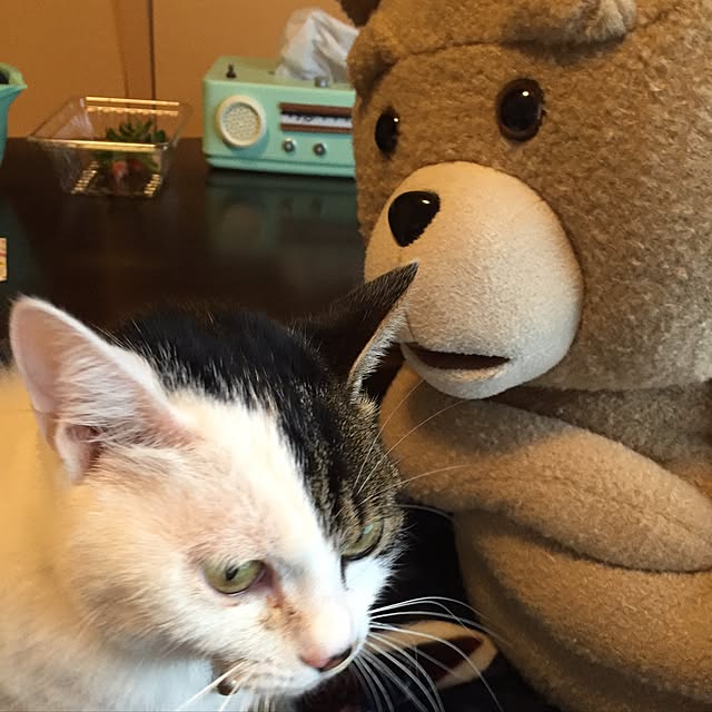 yocchiさんの実例写真