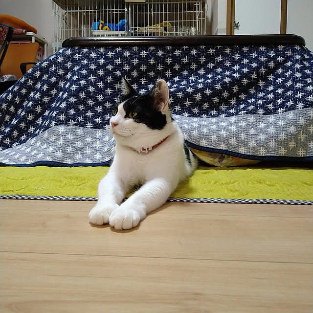 kiyohima229さんの実例写真