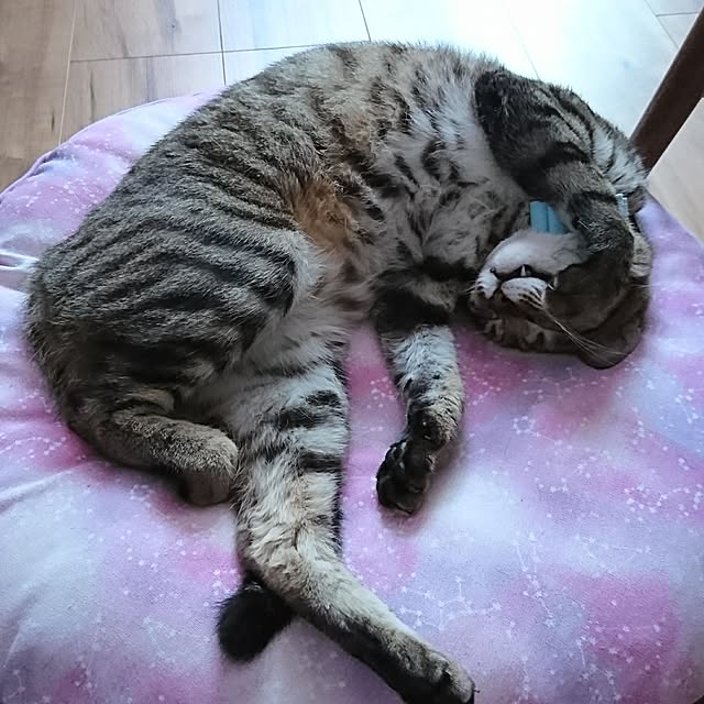 poniさんの実例写真