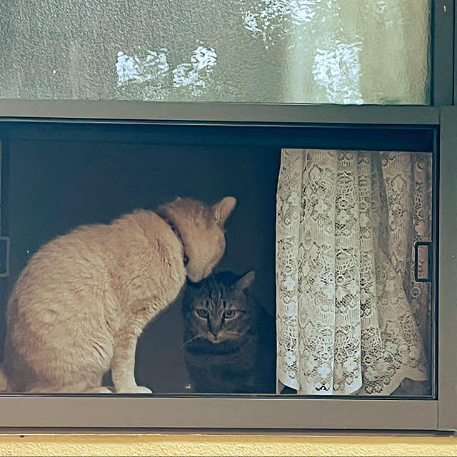 mikan161さんの実例写真
