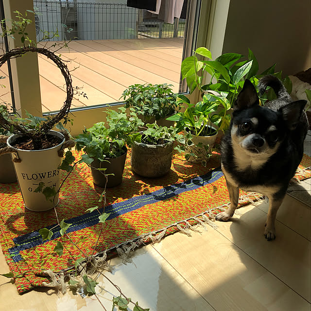 YMZKさんの実例写真
