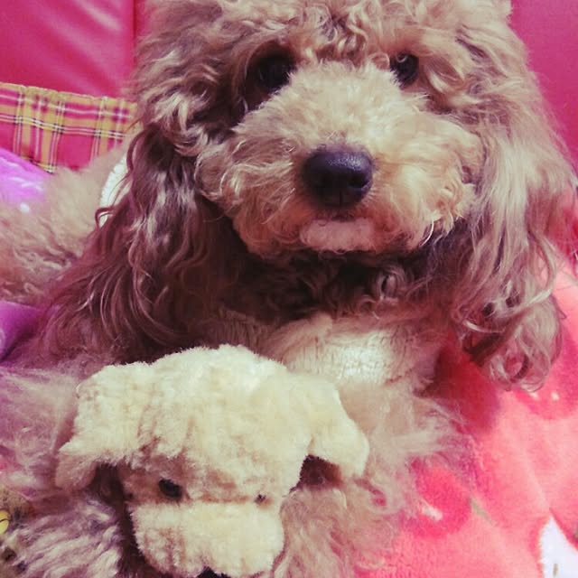 mafumafuさんの実例写真
