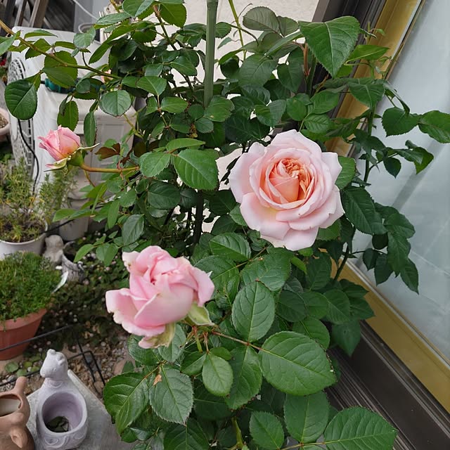 salacocoさんの部屋