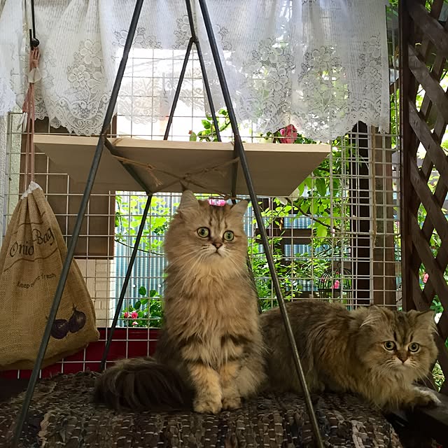 butachanさんの実例写真