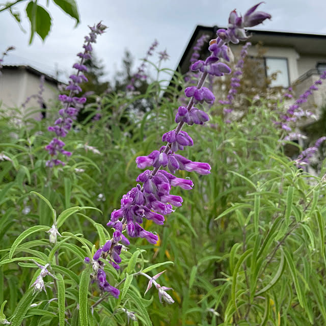 natsumiさんの部屋