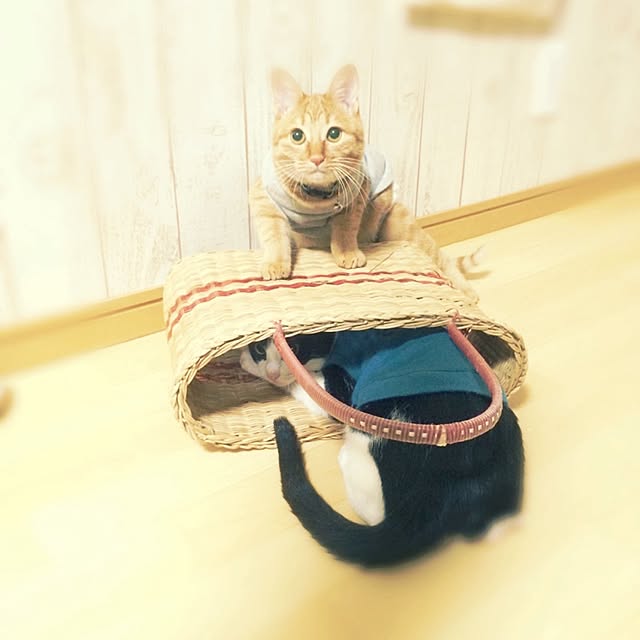 REINA612WORKSさんの実例写真