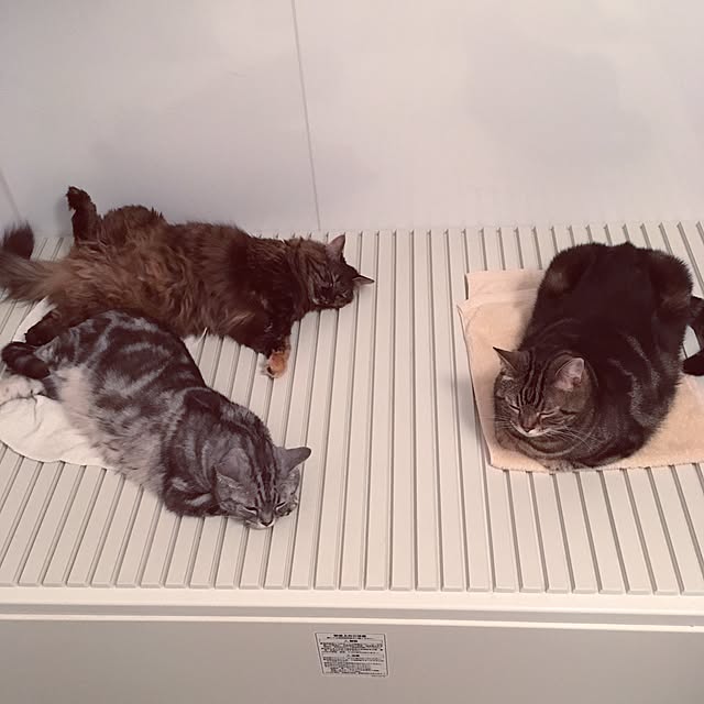 mikomaruさんの実例写真