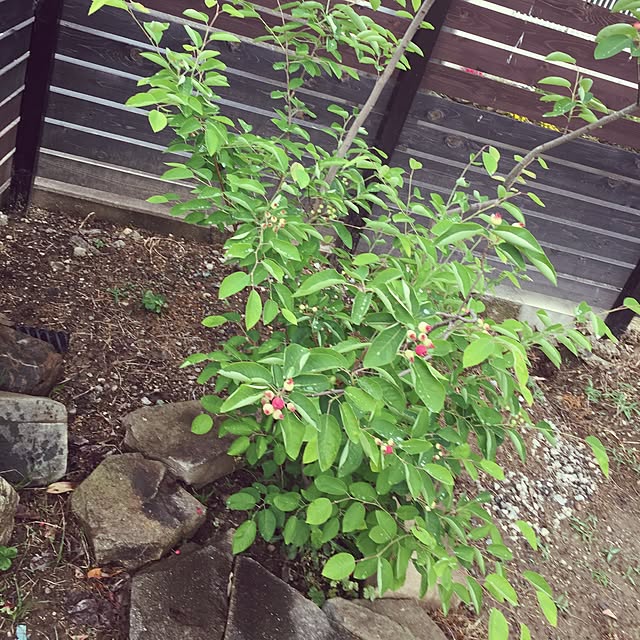 gomaさんの実例写真