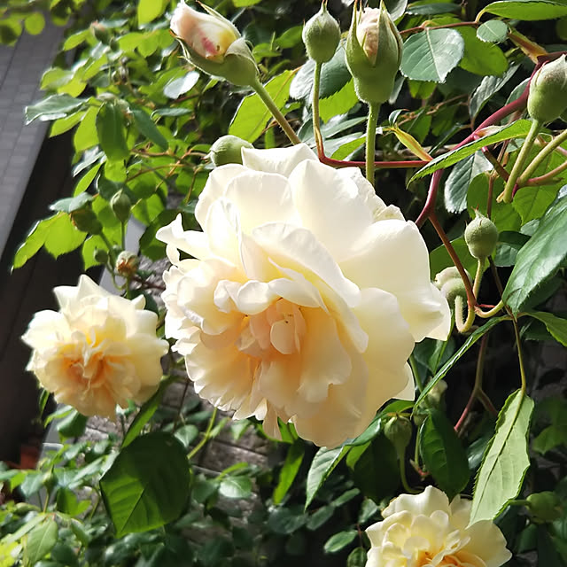 yum0408さんの実例写真