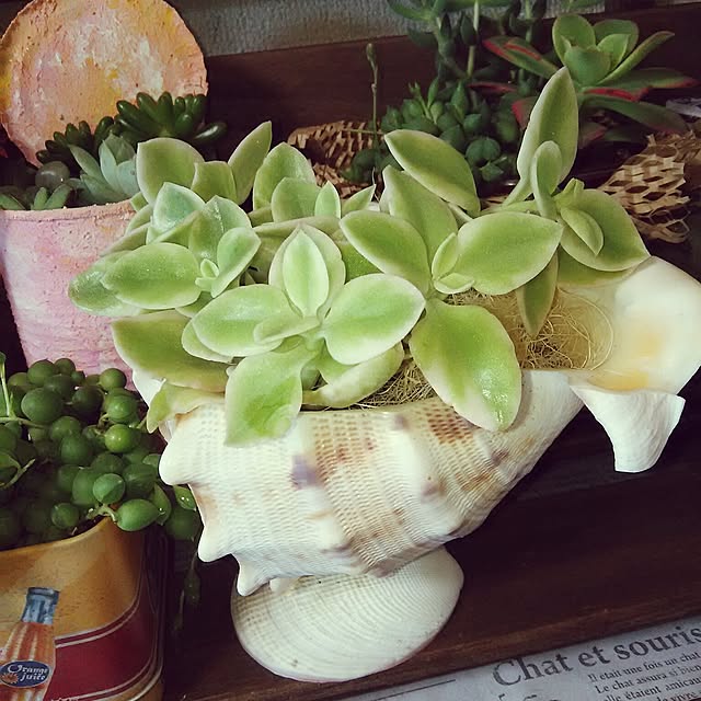 koto.ohanaさんの実例写真