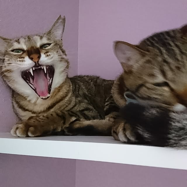 poniさんの実例写真