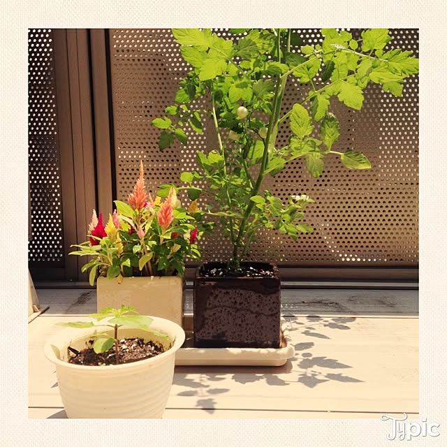 玄関/入り口/100均/植物のインテリア実例 - 2014-06-19 12:17:12