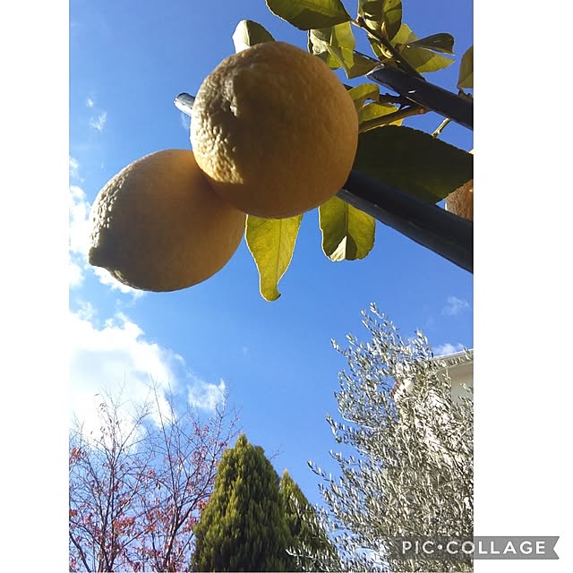 Rさんの実例写真
