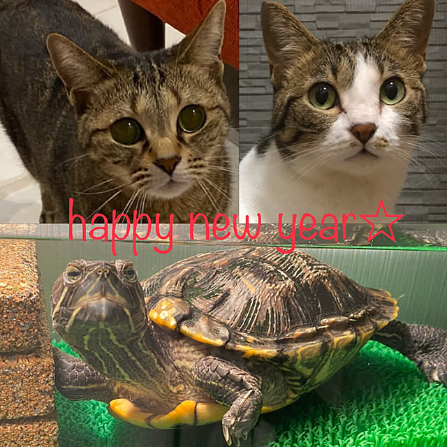 猫/インテリアじゃなくてごめんなさい/ねこと暮らす/亀/爬虫類のいる暮らし...などのインテリア実例 - 2020-01-03 02:03:44