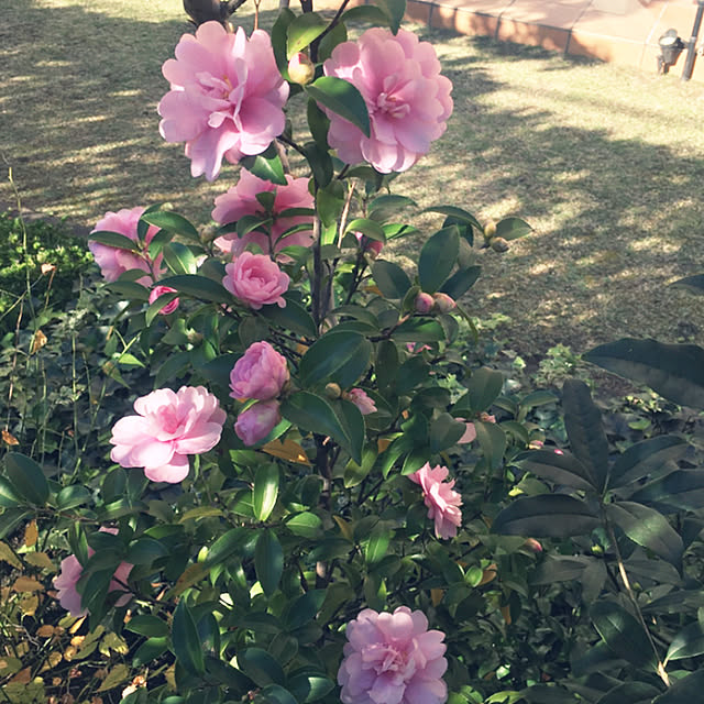 akiemiiさんの実例写真