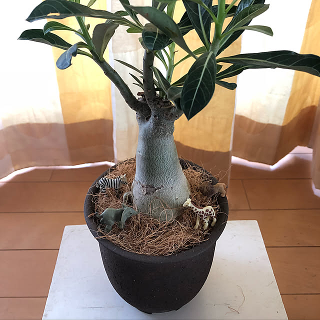 部屋全体/アデニウム/観葉植物/雑貨のインテリア実例 - 2018-07-22 16:35:38